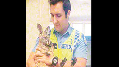 Kanguru yavrusu için kartalla kapıştı