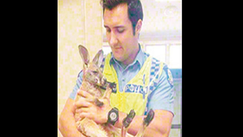 Kanguru yavrusu için kartalla kapıştı