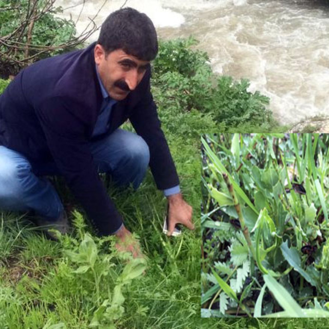 Bahçesaray'da çekirge tedirginliği