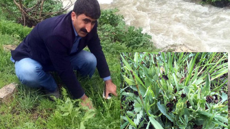 Bahçesaray'da çekirge tedirginliği