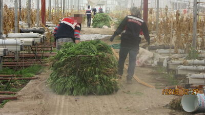 Narkotik tarım!