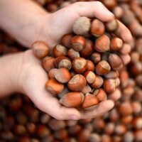 Fındık fiyatları hareketlendi