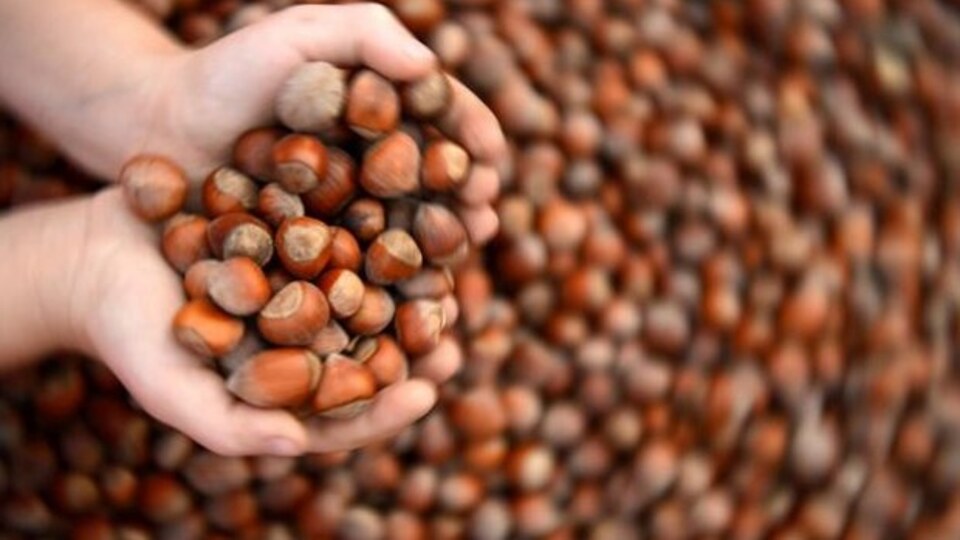 Fındık fiyatları hareketlendi