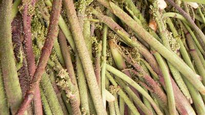 Kanser tedavisinde ışgın otu mucizesi