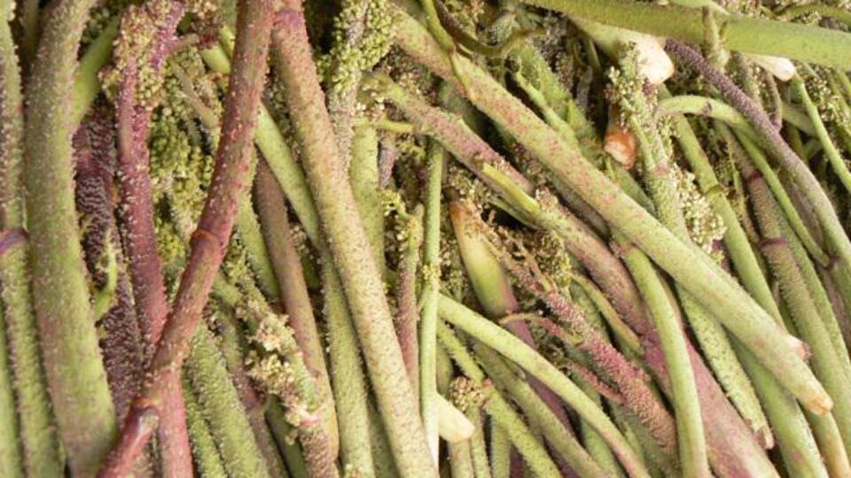 Kanser tedavisinde ışgın otu mucizesi