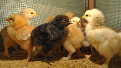 Maaş yerine civciv! "Utanç verici" deyip isyan ettiler