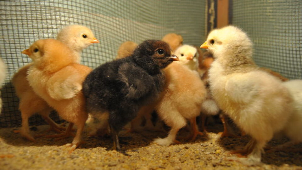 Maaş yerine civciv! "Utanç verici" deyip isyan ettiler