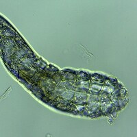 Her uyuduğunuzda ortaya çıkıyorlar!