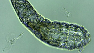 Her uyuduğunuzda ortaya çıkıyorlar!