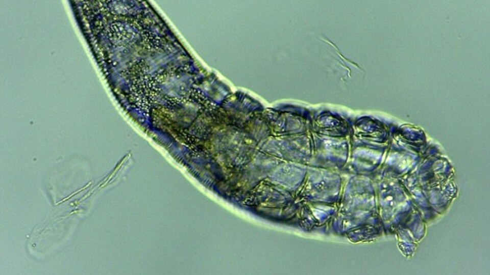 Her uyuduğunuzda ortaya çıkıyorlar!