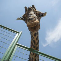 Şakir'e eş bulundu!
