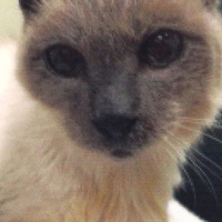 Dünyanın en yaşlı kedisi öldü!