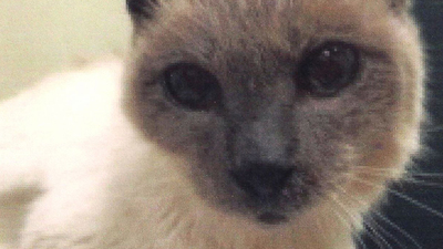 Dünyanın en yaşlı kedisi öldü!