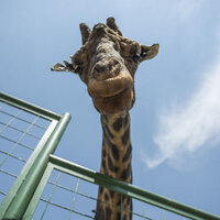 "Müzmin bekar Şakir" için düğün hazırlıkları başladı