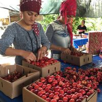 Açık artırmayla satılıyorlar
