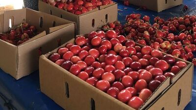 Açık artırmayla satılıyorlar