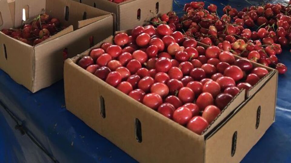 Açık artırmayla satılıyorlar