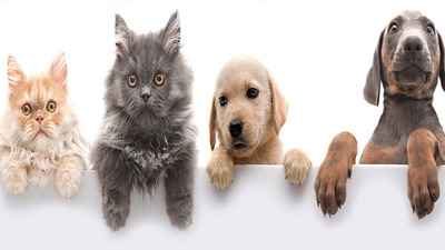 Evcil hayvan sahiplerine ebeveyn izni olur mu?