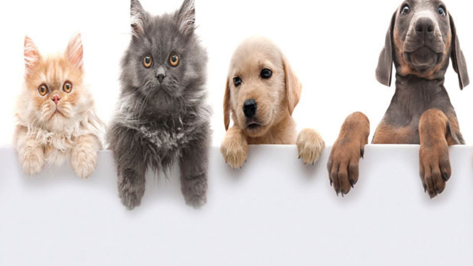 Evcil hayvan sahiplerine ebeveyn izni olur mu?