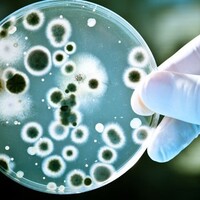 Zika virüsü klonlandı!