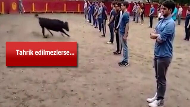 Meksika'daki ilginç boğa deneyi