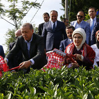 Erdoğan Rize'de çay topladı