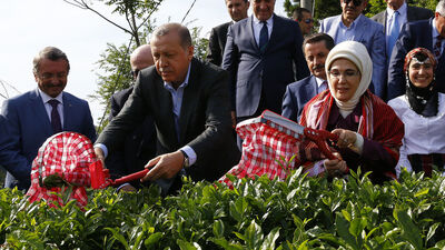 Erdoğan Rize'de çay topladı