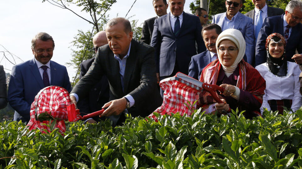 Erdoğan Rize'de çay topladı