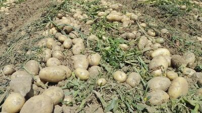 Fiyatlar 25 kuruşa düşünce...