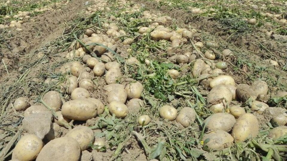 Fiyatlar 25 kuruşa düşünce...