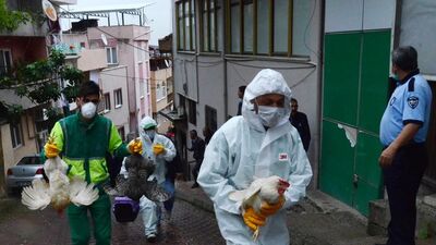 4 katlı apartman tavuk kümesi çıktı