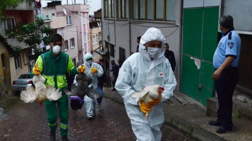 4 katlı apartman tavuk kümesi çıktı