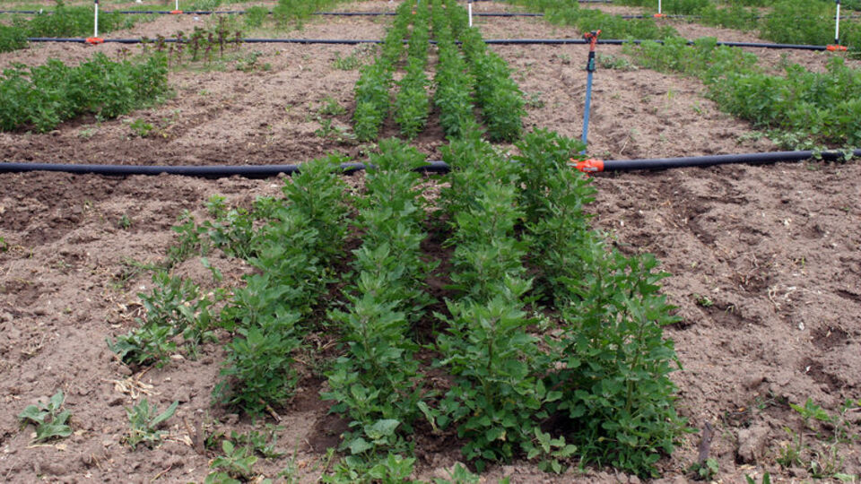 Astronotların yemeği Ağrı Dağı eteklerinde üretiliyor!