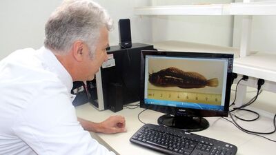 Dikkat! Bu balığı sakın yemeyin!