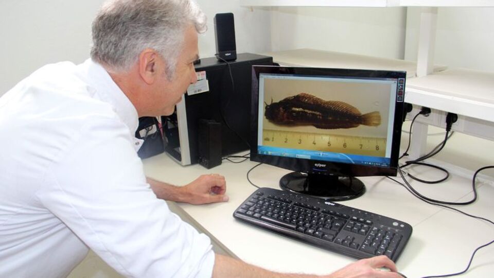 Dikkat! Bu balığı sakın yemeyin!