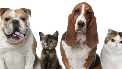 'Hayvanlara eziyet eden ya da öldürenler potansiyel suçlu'