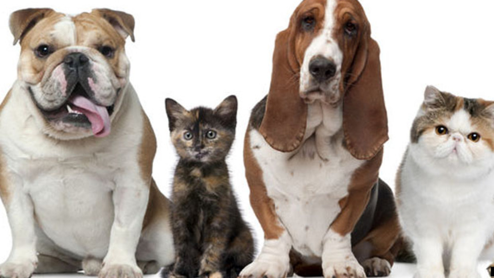 'Hayvanlara eziyet eden ya da öldürenler potansiyel suçlu'