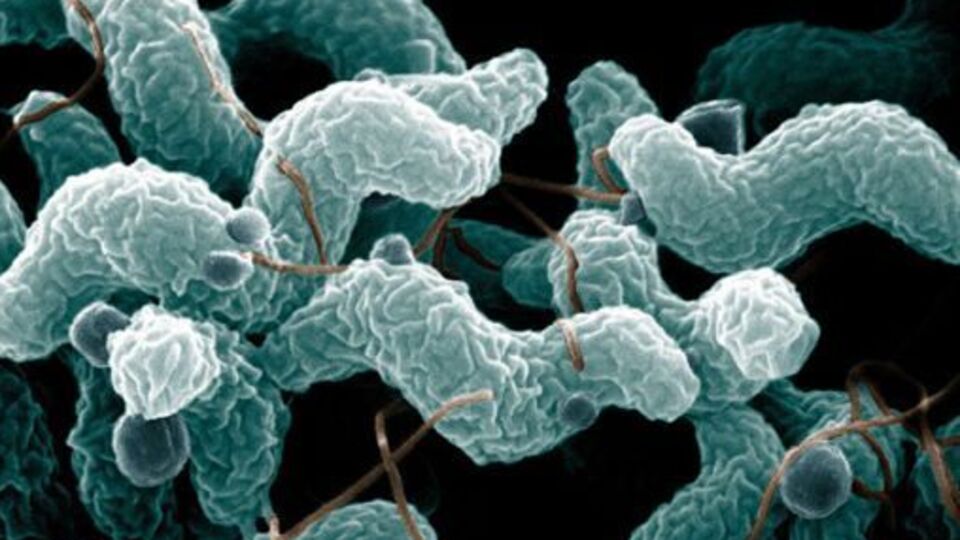 'Et yiyen bakteri Türkiye'ye yayılabilir'