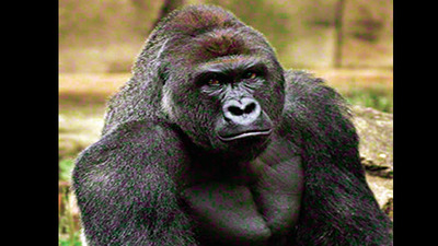 Öldürülmesi yargıya taşındı