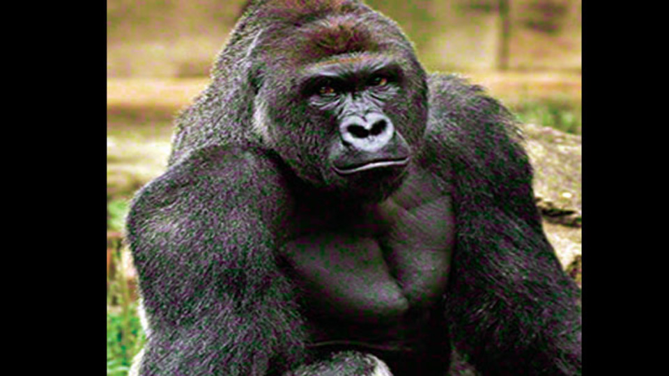 Öldürülmesi yargıya taşındı