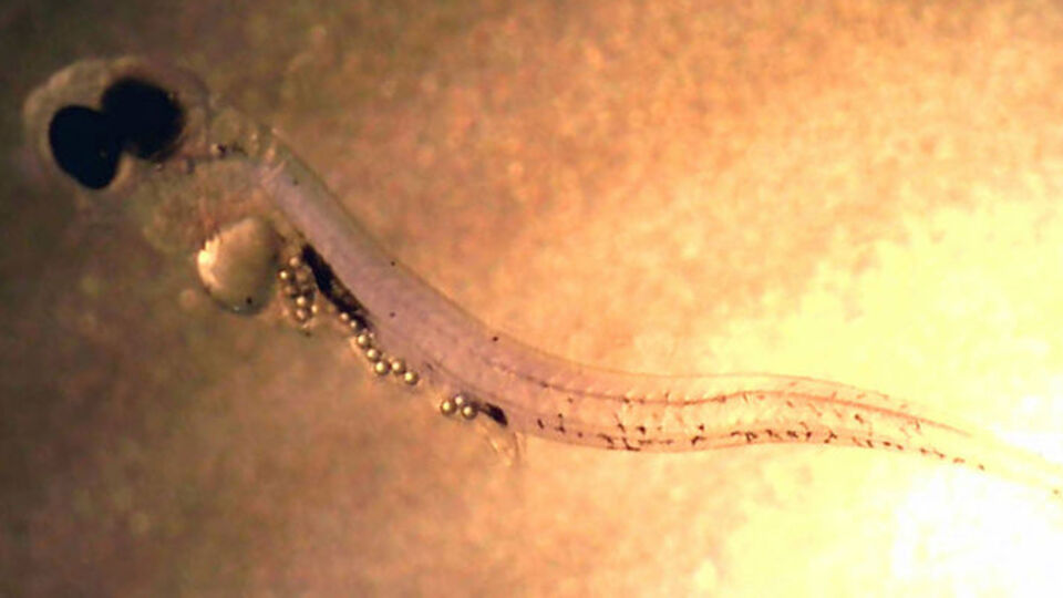 Makyaj malzemeleri plastik dolu!