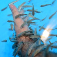 "Doktor balıklar" işbaşında!