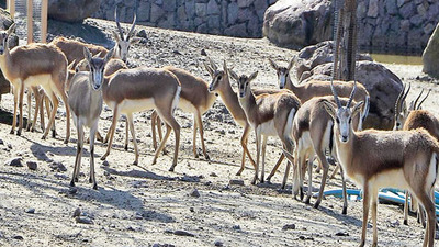 Ceylanlar telef oldu müdür görevden alındı