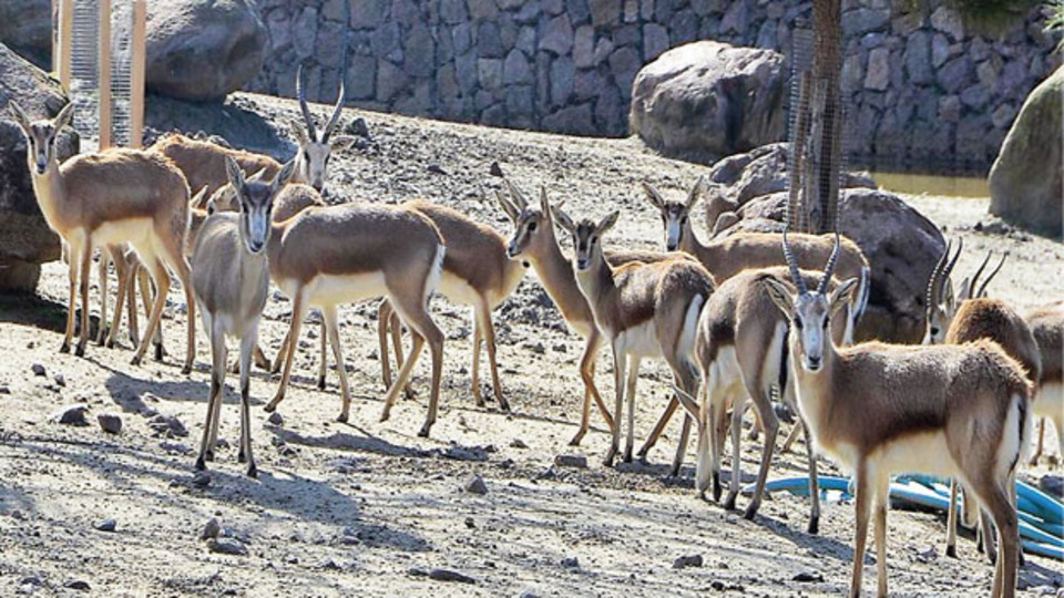 Ceylanlar telef oldu müdür görevden alındı