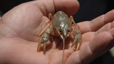 Fırat Nehri'ne binlerce kerevit bırakıldı