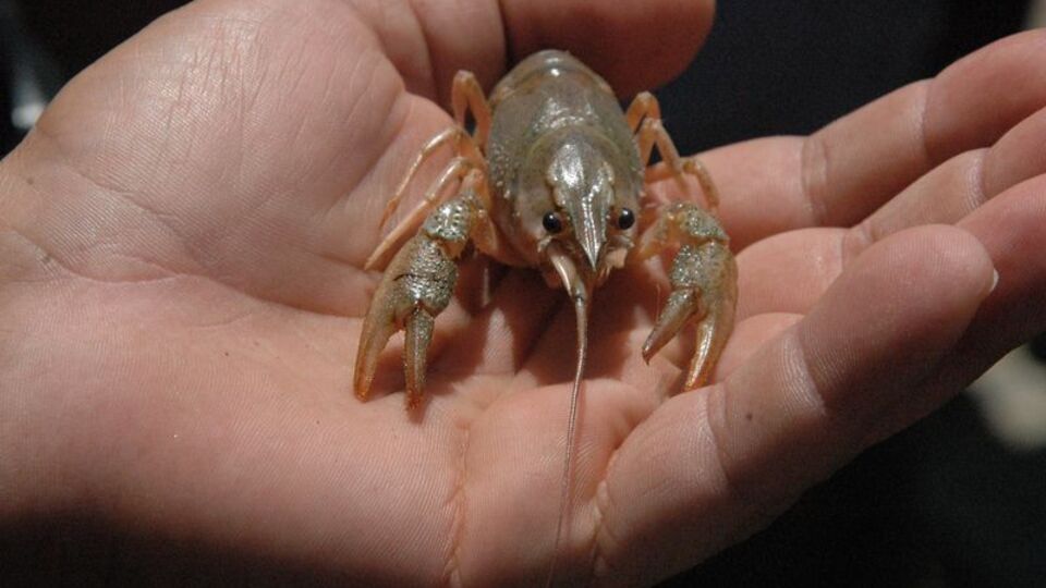 Fırat Nehri'ne binlerce kerevit bırakıldı