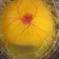 Yumurta kabuğu olmadan civciv yetiştirdiler