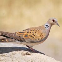 Kuş avı izninin iptali için kampanya