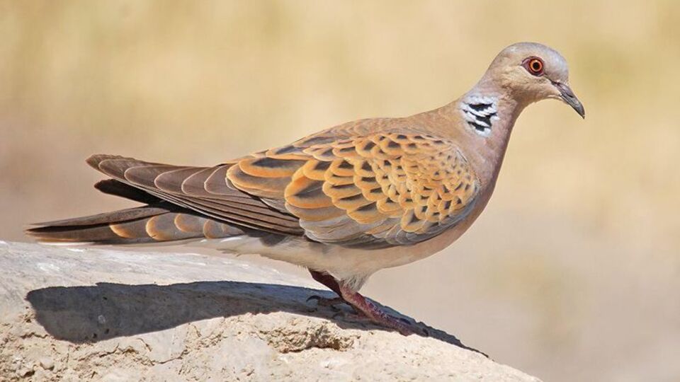 Kuş avı izninin iptali için kampanya