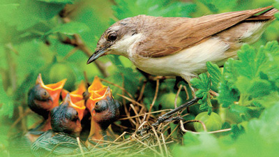 Mümin dünyası ile ahireti ayrı değildir!